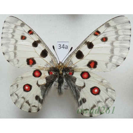 Parnassius nomion Fischer de Waldheim, 1823 male China34a